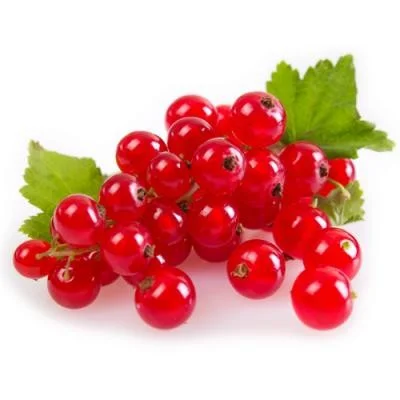 Groseille bio – carton de poche de 4*5 Kg